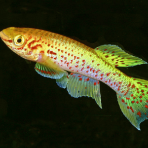 Aphyosemion gardneri