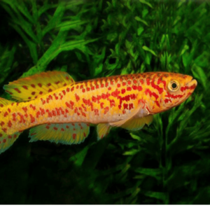 Aphyosemion gardneri gold