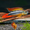 Apistogramma agassizi double red - FISH