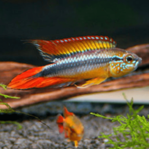 Apistogramma agassizi double red - FISH