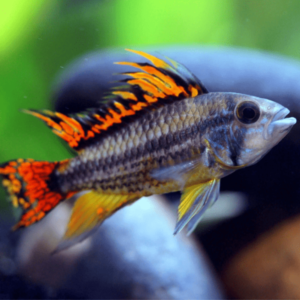 Apistogramma cacatuoides - FISH