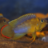 Apistogramma nijsseni