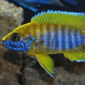 Aulonocara - Jacobfreibergi Peaco