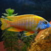 Aulonocara - Maleri Peacock Cichl