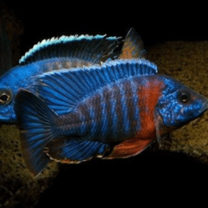 Aulonocara - Hansbaenschi African Peacock