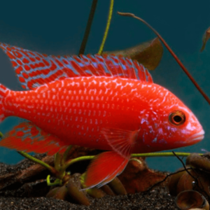 Aulonocara sp. red dragon