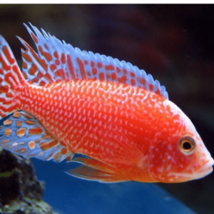 Aulonocara sp. strawberry peacock