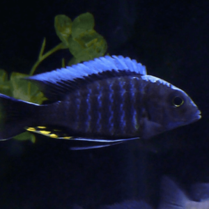 Aulonocaranew blue orchid