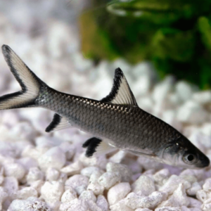 Balantiocheilus melanopterus