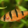 Barbus pentazona