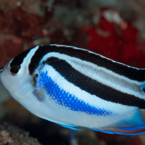 Bellus Lyretail Angelfish Male Genicanthus Bellus- FISH