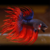 Betta spl. male - Crowntail mix