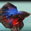Betta spl. male - Halfmoon mix