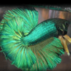 Betta spl. male - Veiltail mix