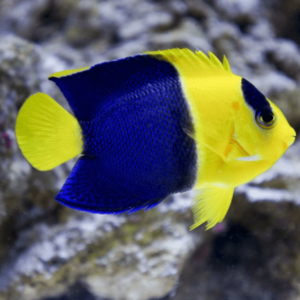 Bicolor Angelfish Centropyge Bicolor- FISH