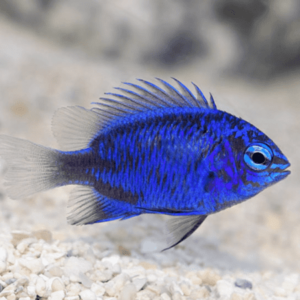 Blue Damsel Dark Chrysiptera Springeri - FISH