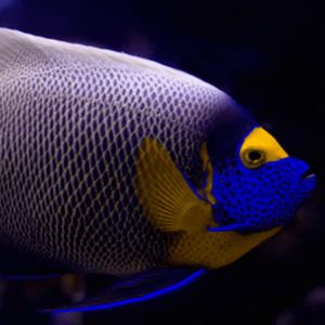 Blue Face Angelfish Juv Euxiphipops Xanthomestopon- FISH