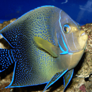 Blue Koran Angelfish Juve Pomacanthus Semicirculatus- FISH