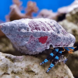 Blue Leg Hermit Crab Calcinus Elegans - FISH