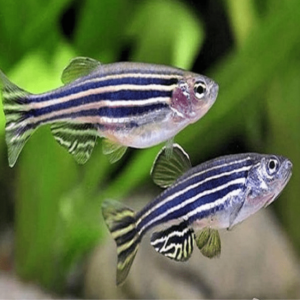 Brachydanio - Rerio