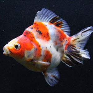 Carassius auratus - Auratus ryukin