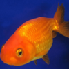 Carassius auratus l.f. - Ranchu