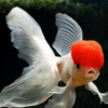Carassius auratus l.f. - Red cap