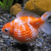 Carassius auratus - Pearl scal