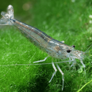 Caridina - Japonica