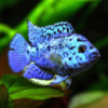 Cichlasoma blue jack dempsey