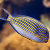 Clown Surgeon Acanthurus Lineatus- FISH