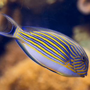 Clown Surgeon Acanthurus Lineatus- FISH