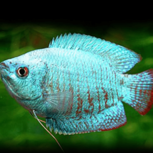 Colisa - Lalia cobalt dwarf