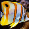 Copperband Butterflyfish Chelmon Rostratus- FISH