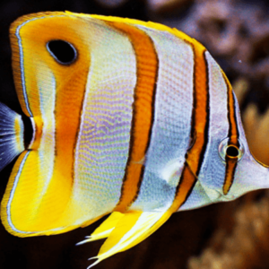 Copperband Butterflyfish Chelmon Rostratus- FISH