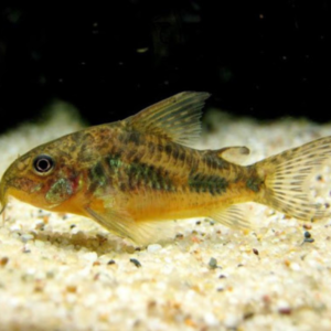 Corydoras - Paleatus
