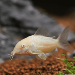 Corydoras - Aeneus albin