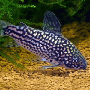 Corydoras - Elegans