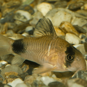 Corydoras - Panda