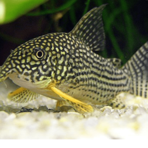 Corydoras - Sterbai