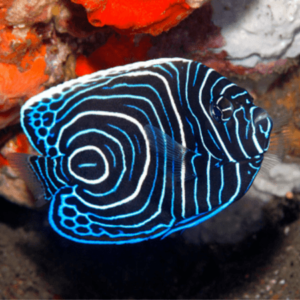 Emperor Angelfish Juv Pomancanthus Imperator- FISH