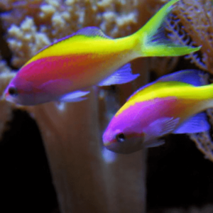 Evansi Anthias Mirolabrichthys Evansi- FISH