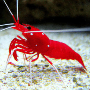 Fire Shrimp Lysmata Debelius - FISH
