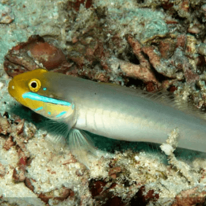 Golden Heads Goby Valenciennea Strigata- FISH