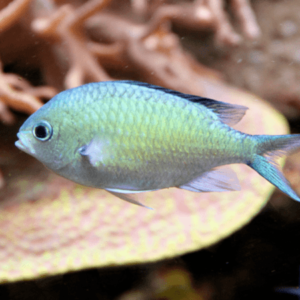Green Chromis Chromis Viridis - FISH