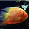Heros severum gold
