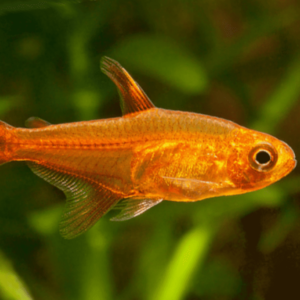 Hyphessobrycon amandae