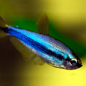 Inpaichthys kerri superblue