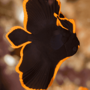 Long Finned Batfish-FISH