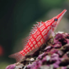 Long Nose Hawkfish Oxycirrhites Typus- FISH